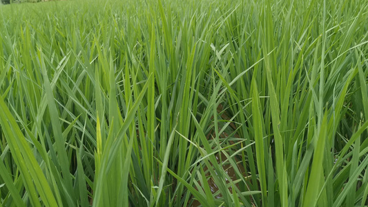 4K绿色稻田视频