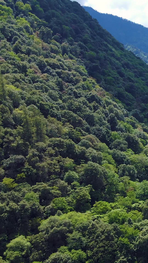 航拍中国雅鲁藏布江原始森林大自然中国大好河山65秒视频