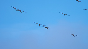 蓝天中的白鸟群11秒视频