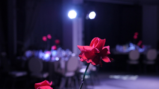 红玫瑰放在宴会桌上背景模糊视频