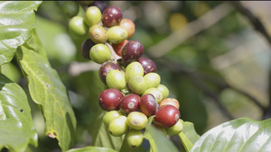 在泰河以北的树上成熟的阿拉伯咖啡豆16秒视频