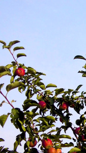 实拍陕北黄土高坡上的窑洞农家院及院里的海棠果树视频