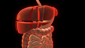 肝脏结构动画15秒视频