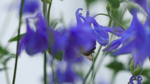 花朵上的大黄蜂19秒视频