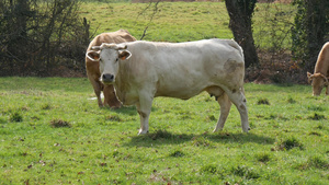 白牛在草地放牧13秒视频