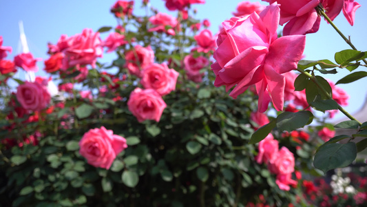 花园盛开的玫瑰花4k实拍视频