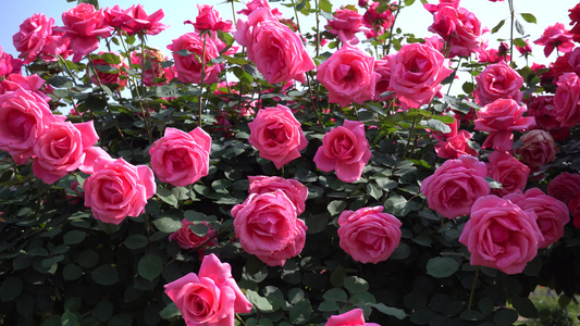 花园盛开的玫瑰花4k实拍视频