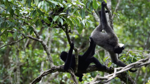 国家二级保护野生动物长臂猿18秒视频