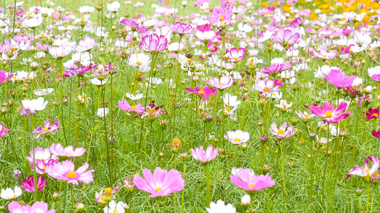 格桑花海视频