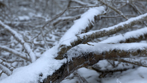 4K多角度慢动作拍摄落在树枝上的雪花合集24秒视频