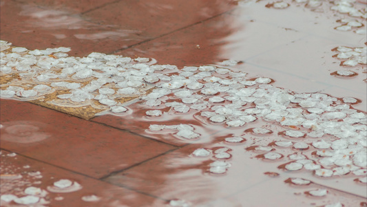 杏花桃花春雨花瓣视频