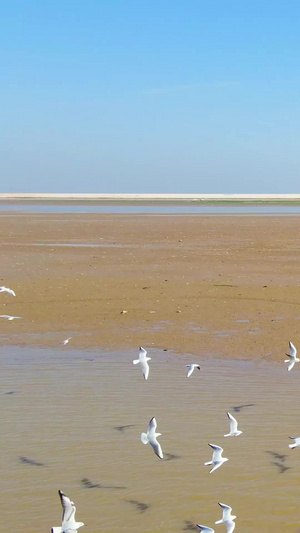 航拍鄱阳湖候鸟群海鸥自然风光33秒视频