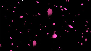 4K桃花花瓣飞舞元素带透明度20秒视频