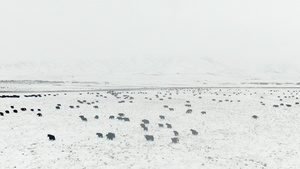 航拍雪中草原上的牦牛群50秒视频