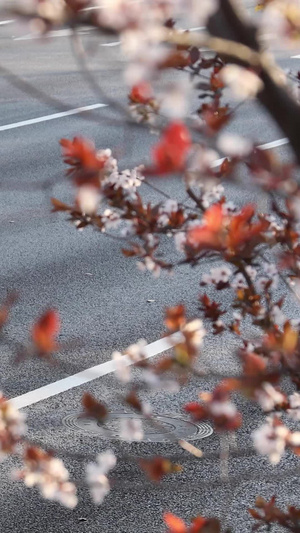 春天外出郊游路边风景41秒视频