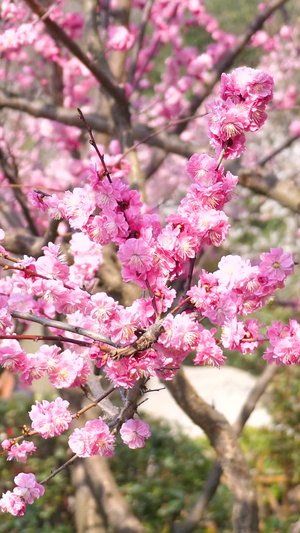 青岛中山公园樱花盛开风和日丽59秒视频
