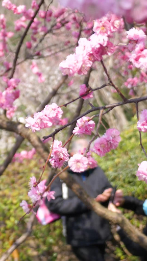 青岛中山公园樱花盛开风和日丽59秒视频