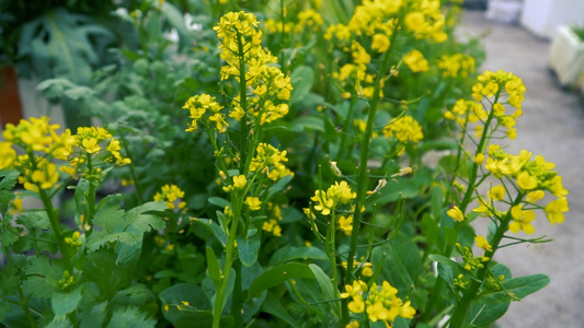 金黄色春天的油菜花视频