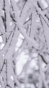 实拍唯美大雪后的树枝裹满冰雪银装素裹视频