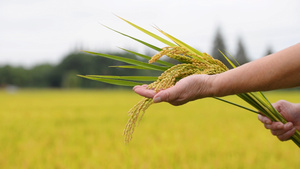 农民丰收的稻米14秒视频