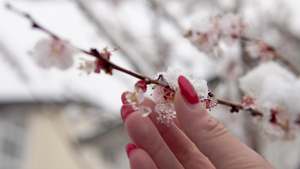 从樱花的鲜花和树枝中取雪的女人16秒视频