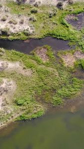 沼泽湿地俯视航拍大地母亲视频