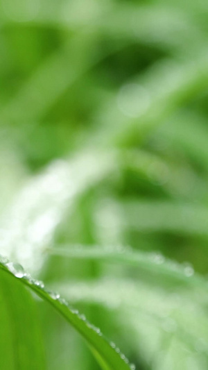 春天草地雨中草地植物绿植小草空境生机勃勃20秒视频
