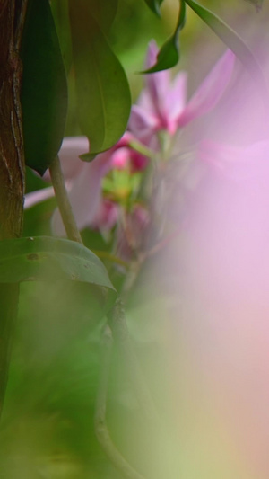 深圳梧桐山盛开的毛棉杜鹃花百花盛开25秒视频