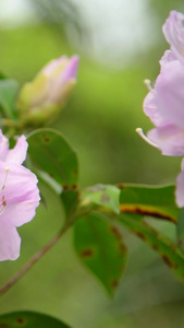 深圳梧桐山盛开的毛棉杜鹃花丝线吊芙蓉视频