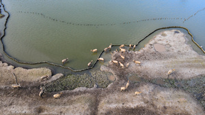 大丰麋鹿园5A风景区野生麋鹿航拍4K66秒视频