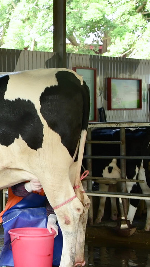 工人在挤牛奶养殖业35秒视频
