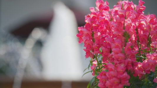 4k喷泉边的粉色盆栽花朵视频