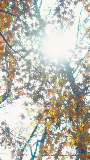 枫树19秒视频