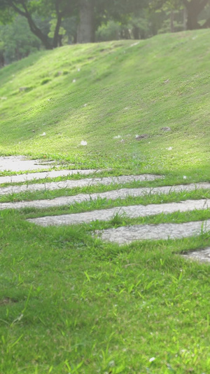 夏季绿色草地空镜素材12秒视频