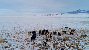 冰天雪地中的牦牛群航拍7秒视频