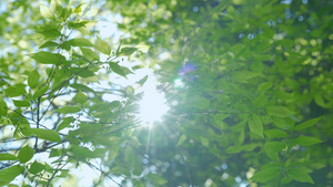 4k春日阳光下的绿植空镜头 26秒视频