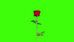 一朵玫瑰花绿幕抠像特效素材15秒视频