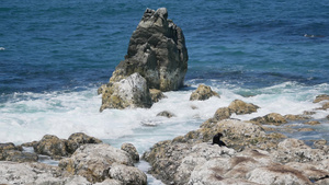 巨浪前的毛海豹站在岩石上20秒视频