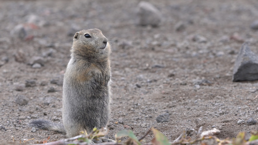 好奇的北极地鼠仔细地看着相机野生动物啮齿动物松鼠科视频
