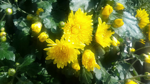 绿叶和美丽黄色花朵13秒视频
