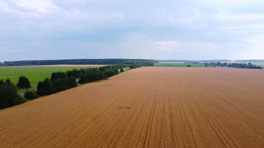 飞过美丽的自然小麦田风景农业视频