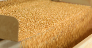 小麦筛选4K超清原始素材5秒视频