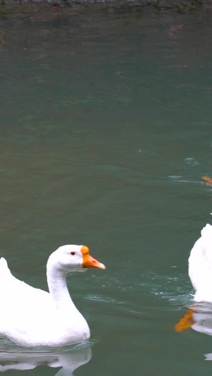 池塘里的家禽大鹅合集大白鹅47秒视频