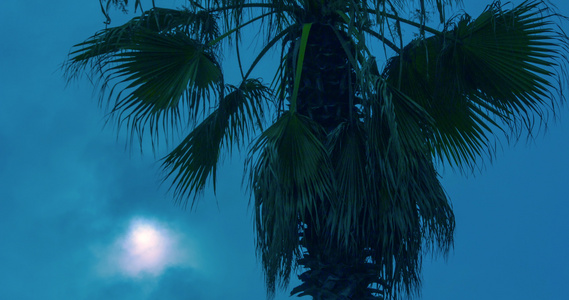 日落时热带棕榈树海滩视频