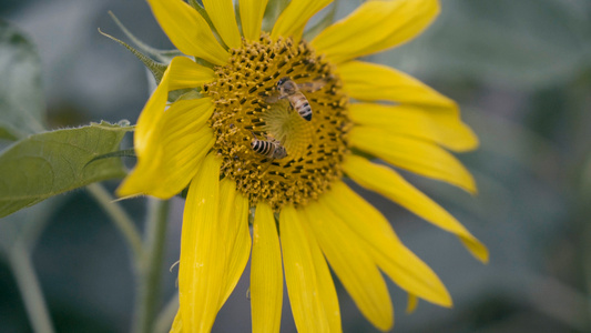 蜜蜂采蜜高速摄影视频