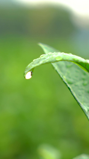 实拍茶树茶叶上的水滴特写茶叶嫩芽68秒视频