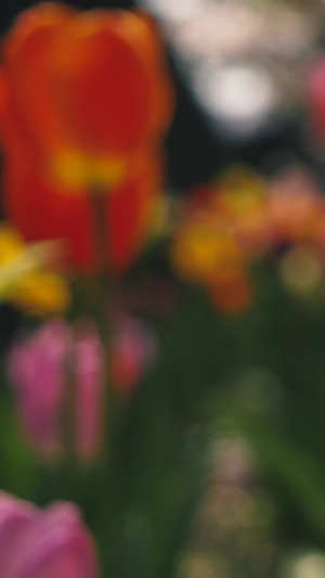 春天的郁金香在风中摇曳春暖花开26秒视频