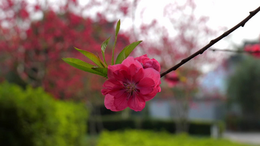 桃花 蜜蜂视频