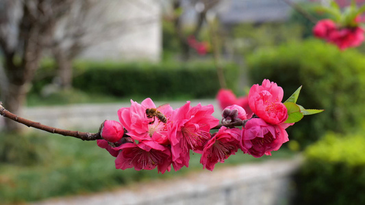 桃花 蜜蜂视频