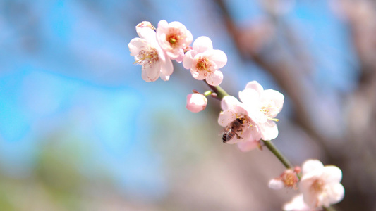 初春城市公园白色梅花采蜜蜜蜂视频